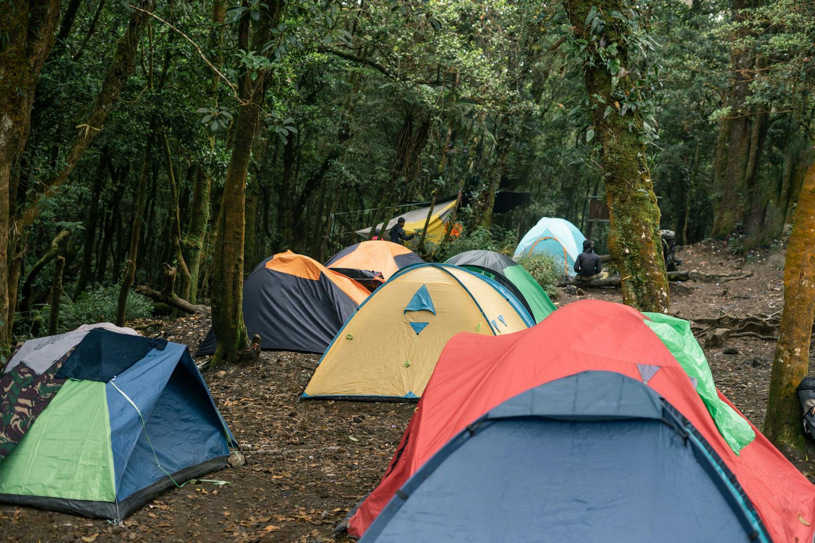 5 Best Lightweight Tents for Camping — Expert Picks for Backpackers and Weekend Warriors A serene forest campsite with colorful tents set up among tall trees, ideal for outdoor adventurers.