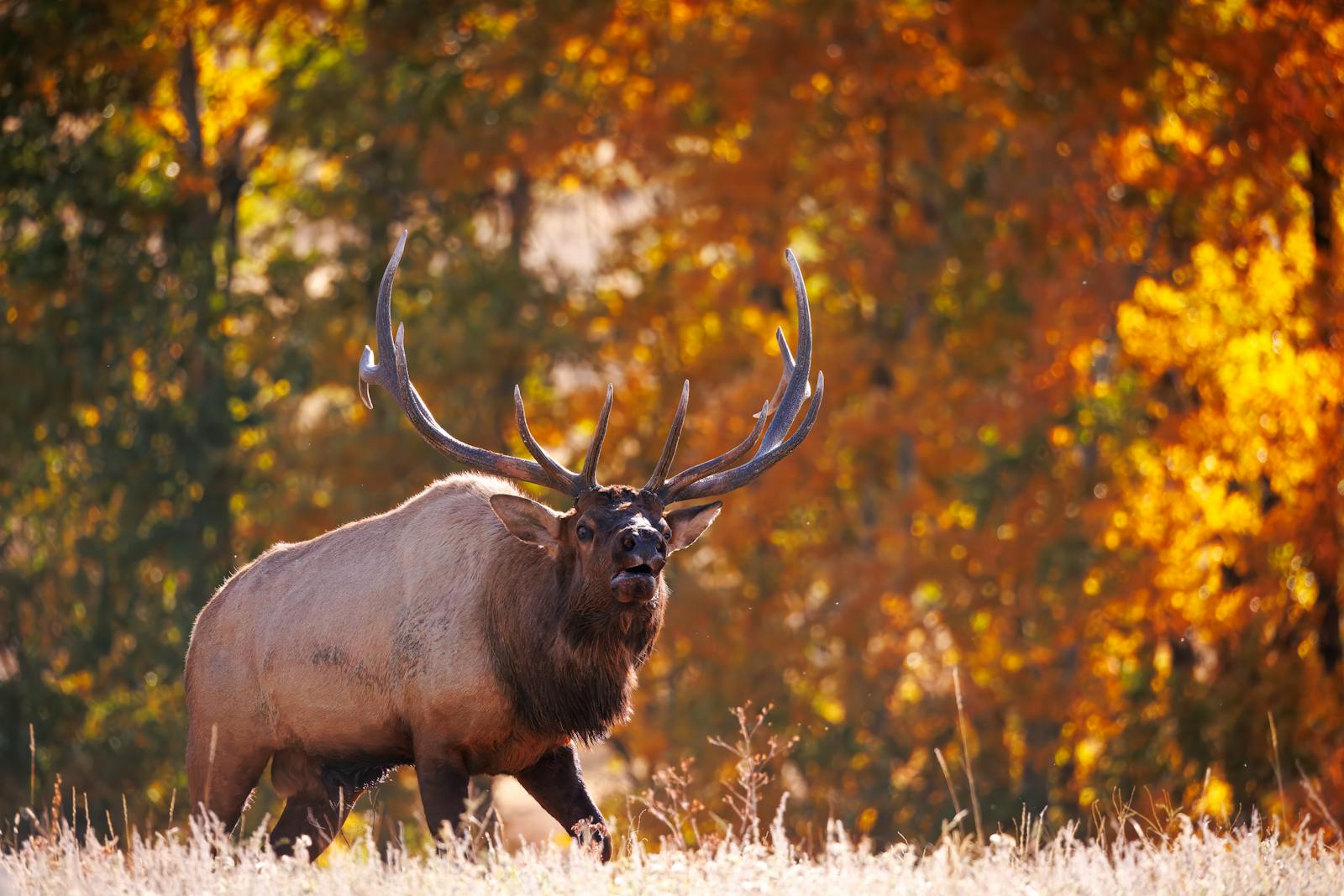 A majestic elk bugling amidst vibrant fall foliage in Colorado.