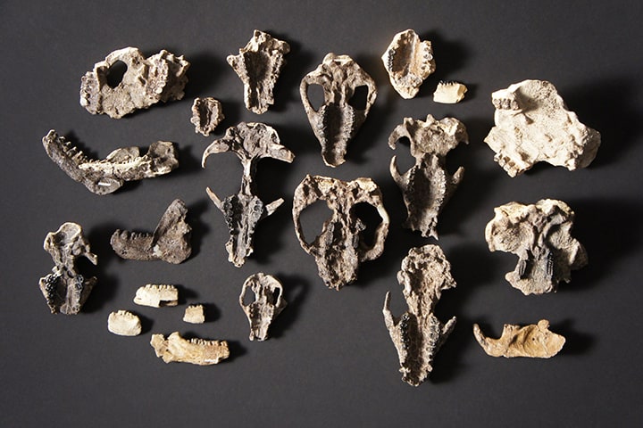 5 Incredible Find in Colorado science2 courtesycoba