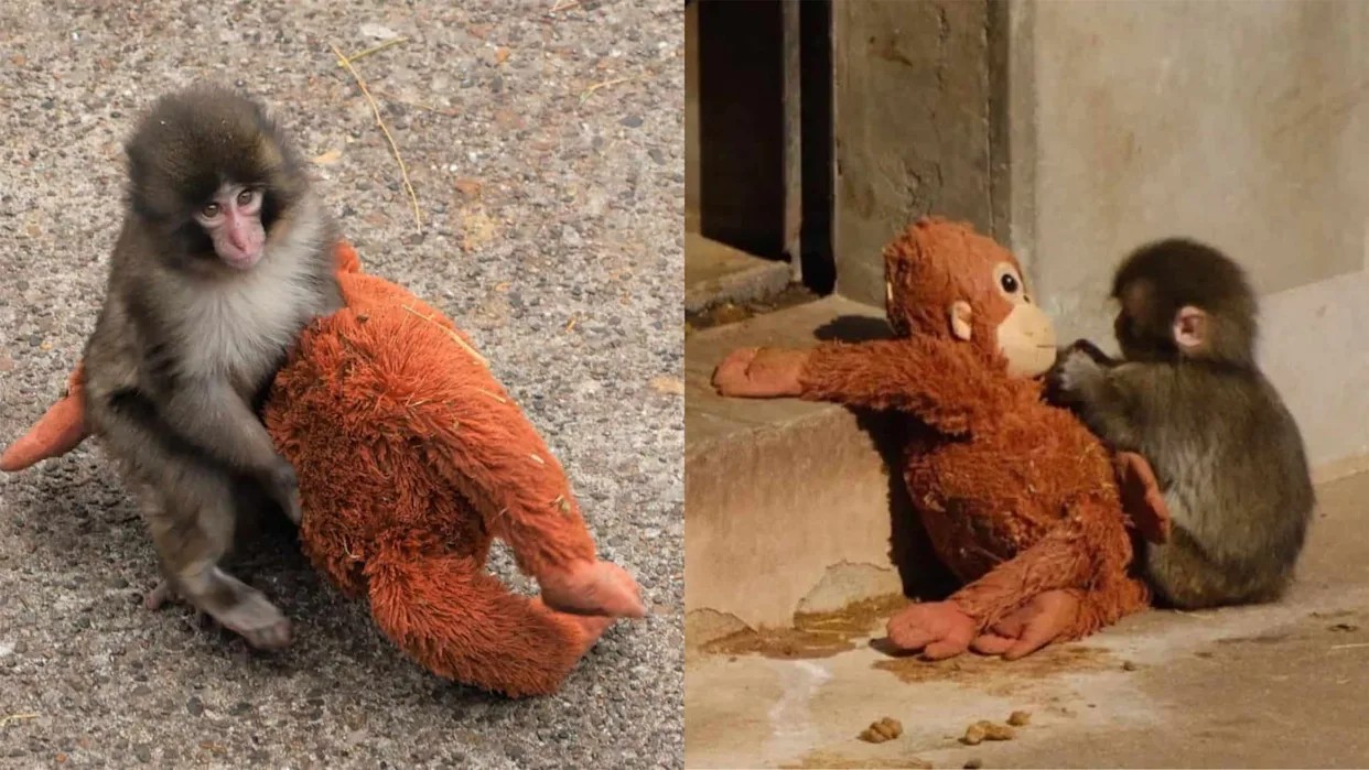 baby monkey holding a stuff toy large