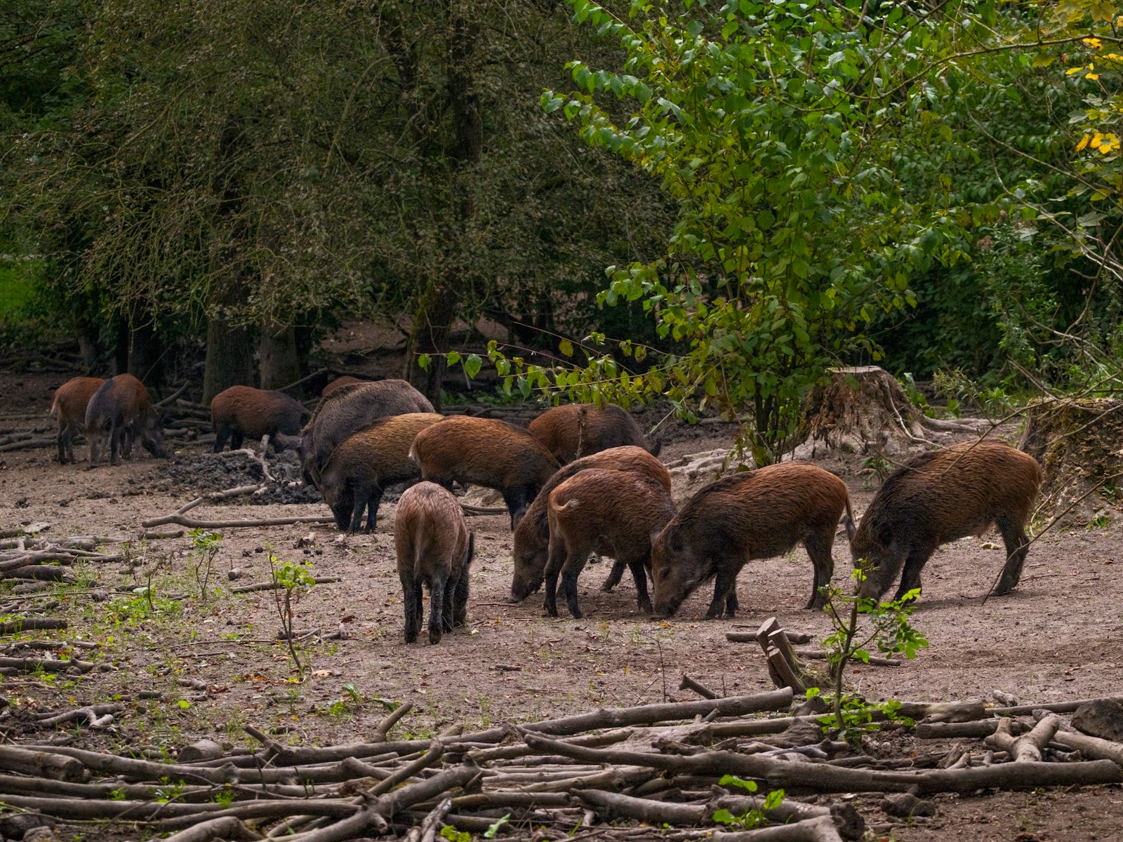 A herd of wild animals grazing in a field