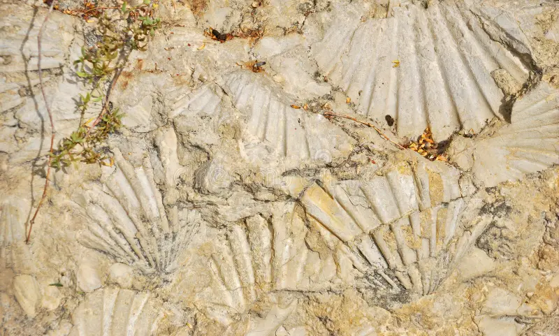 5 Incredible Find in Colorado fossilized shell imprints 13070128