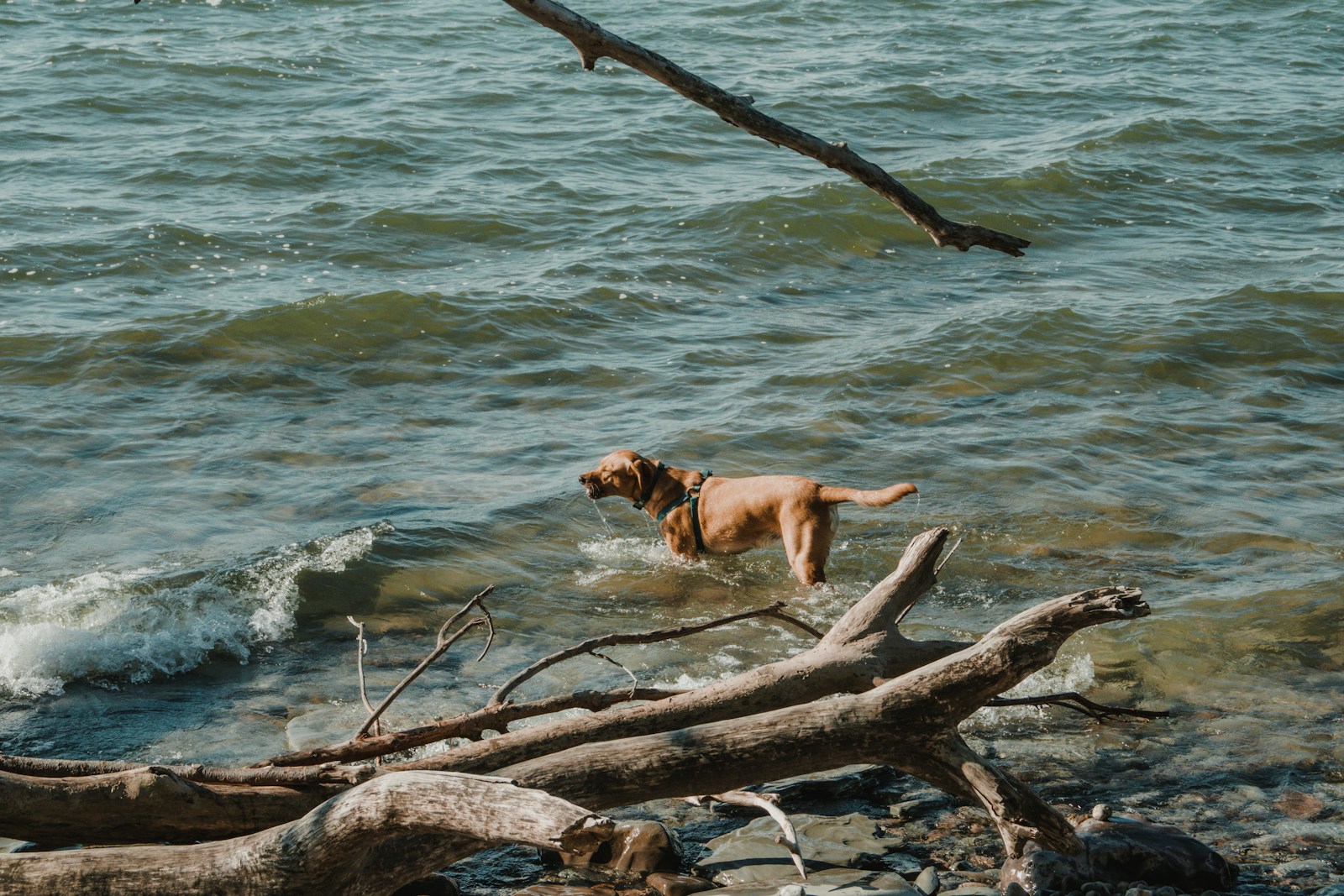 Dog-Killing Parasite Found Near Lake Mead: What Pet Owners Should Know a dog standing on a log in the water