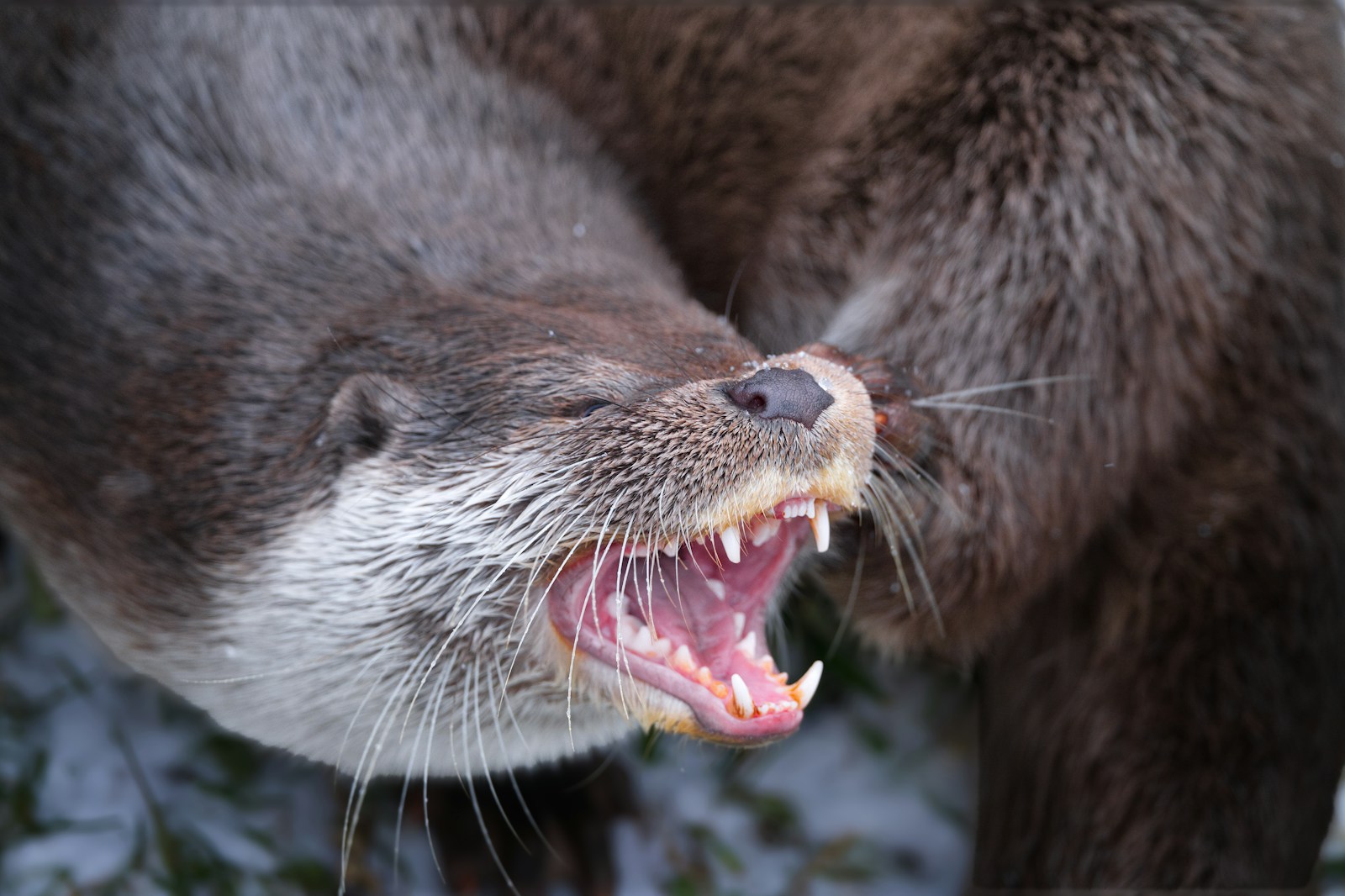 Two otters interacting closely with open mouths