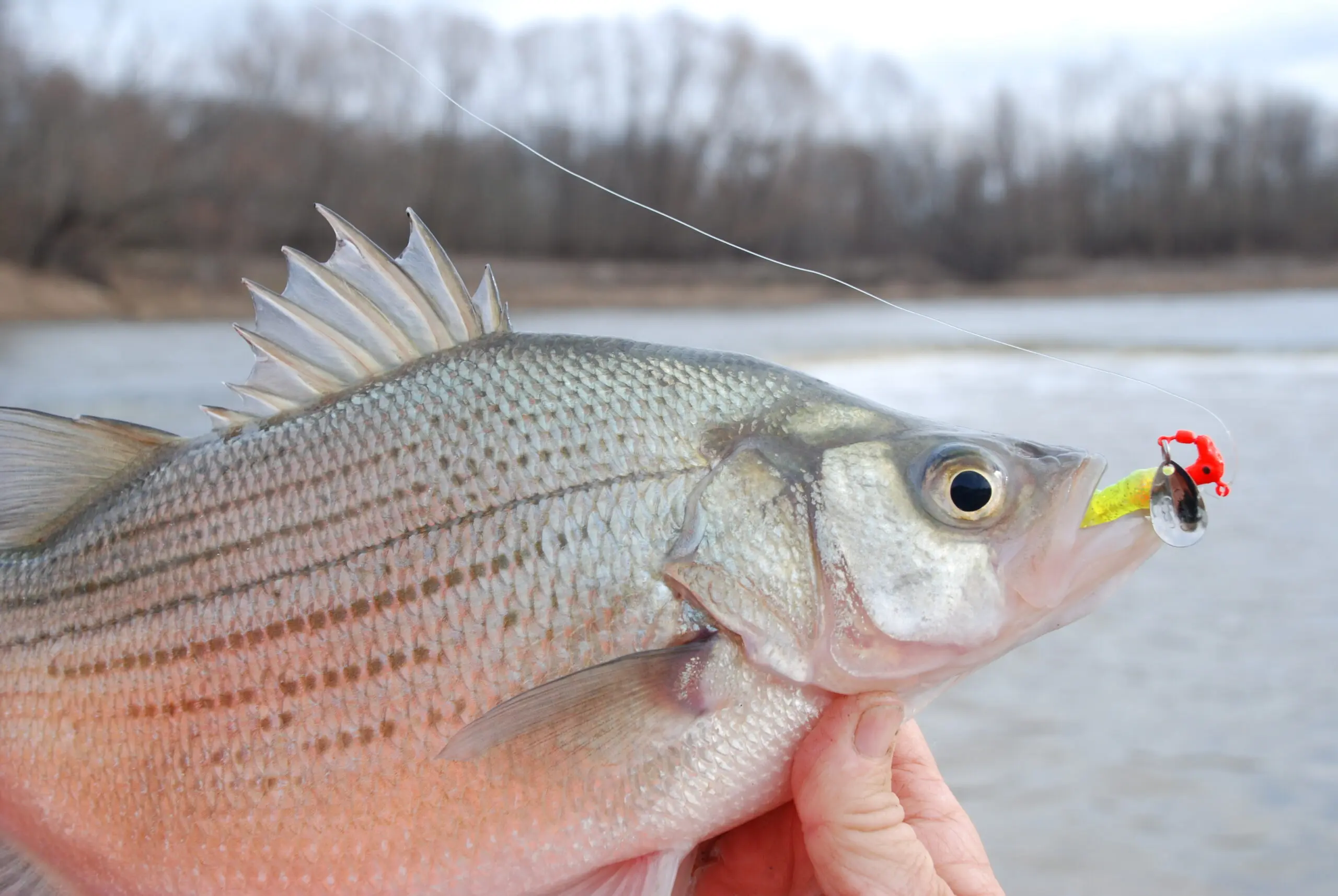 white20bass scaled.jpg