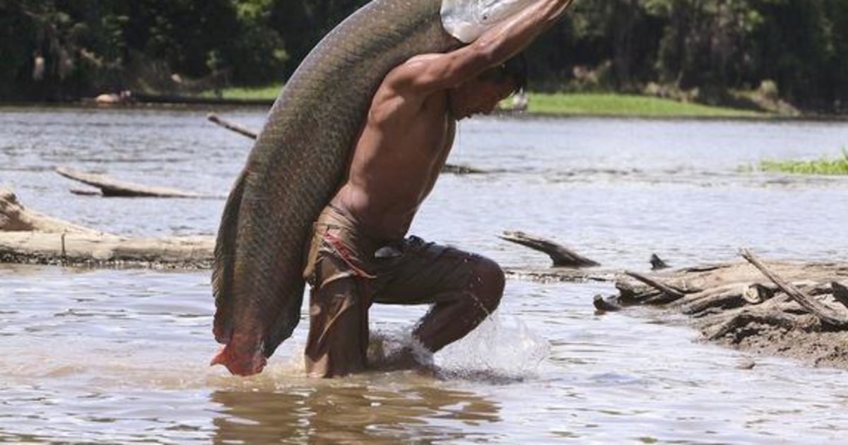 Giant Freshwater Fish That Look Prehistoric and If You Get The Chance You Should Try And Catch One 140813 arapaima