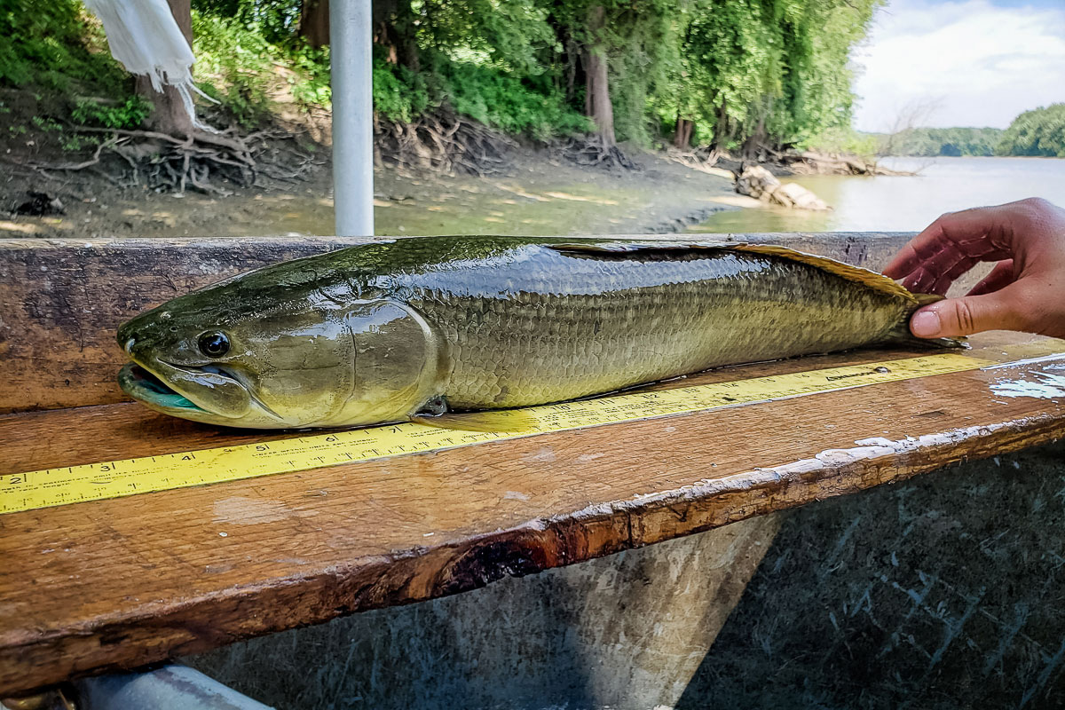 Giant Freshwater Fish That Look Prehistoric and If You Get The Chance You Should Try And Catch One 187750