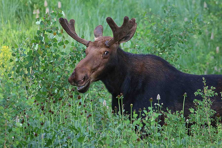 Common Sense Says Here Are 5 Animals You Should Never Try to Pet in the Wild 2020 06 25 moose safety