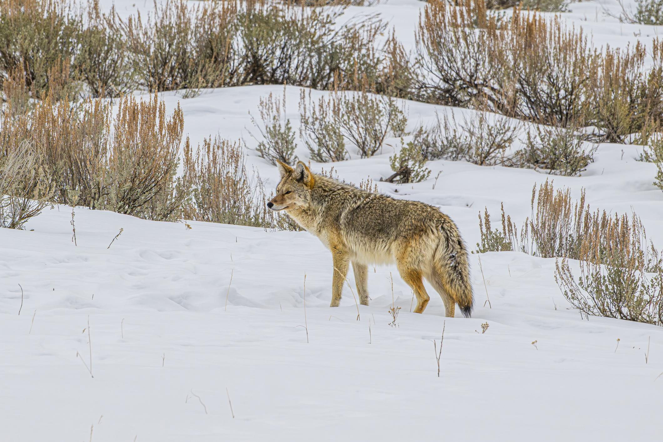 Colorado Wildlife Commission Advances Controversial Fur Sales Ban Proposal 5rd3jpcjsyhbmcnggcf6zieairjtigbp5u7kpx8jzcgpdkcuk dav b ncnunfivcgvdlje2cgmibkbs6lgiutwqk5iqgvfh9wrnrvb y5c