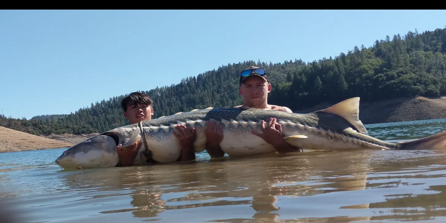 Giant Freshwater Fish That Look Prehistoric and If You Get The Chance You Should Try And Catch One 695b7234 8a28 4c23 b1db 626fb5a2476b big fish