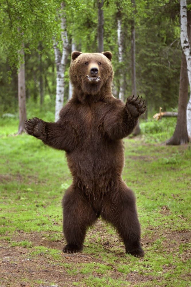 Common Sense Says Here Are 5 Animals You Should Never Try to Pet in the Wild 71ysltvbkul. ac uf894,1000 ql80