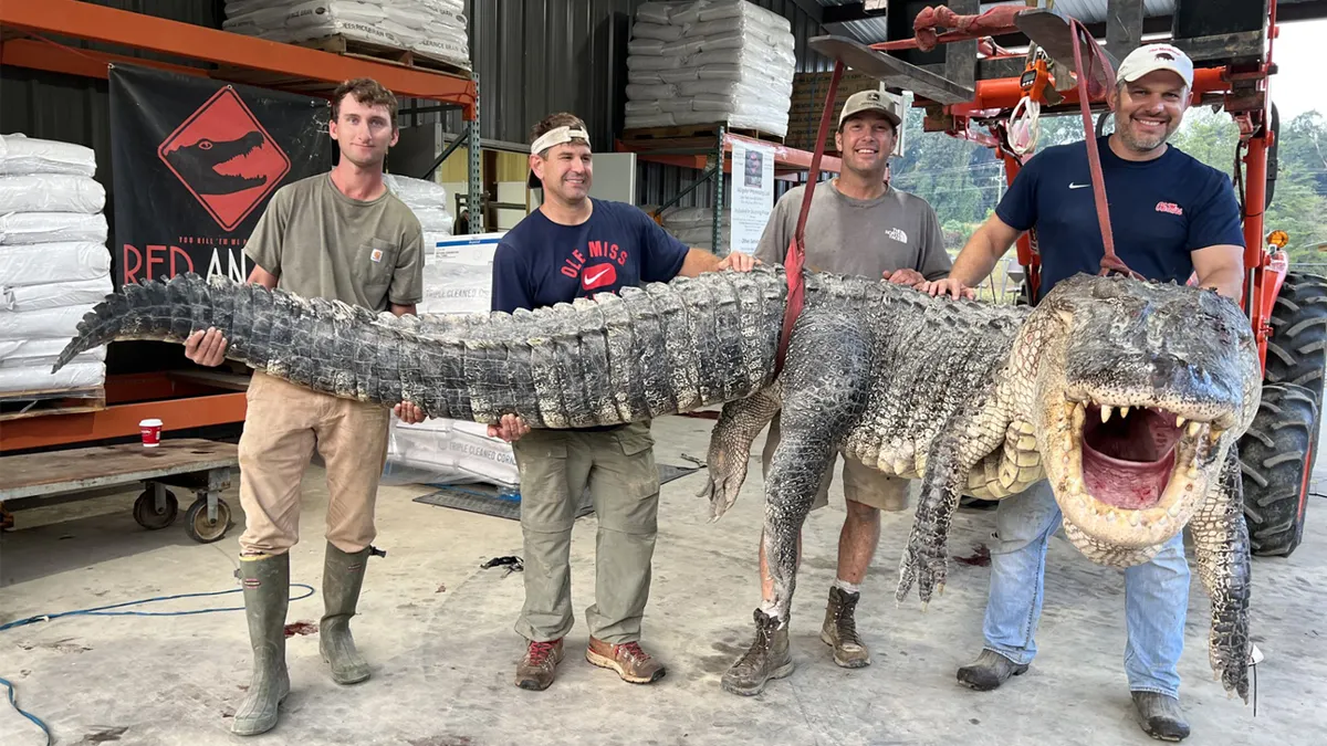 christopher smith of red antler processing 14 foot alligator breaks mississippi harvest record thomas don will