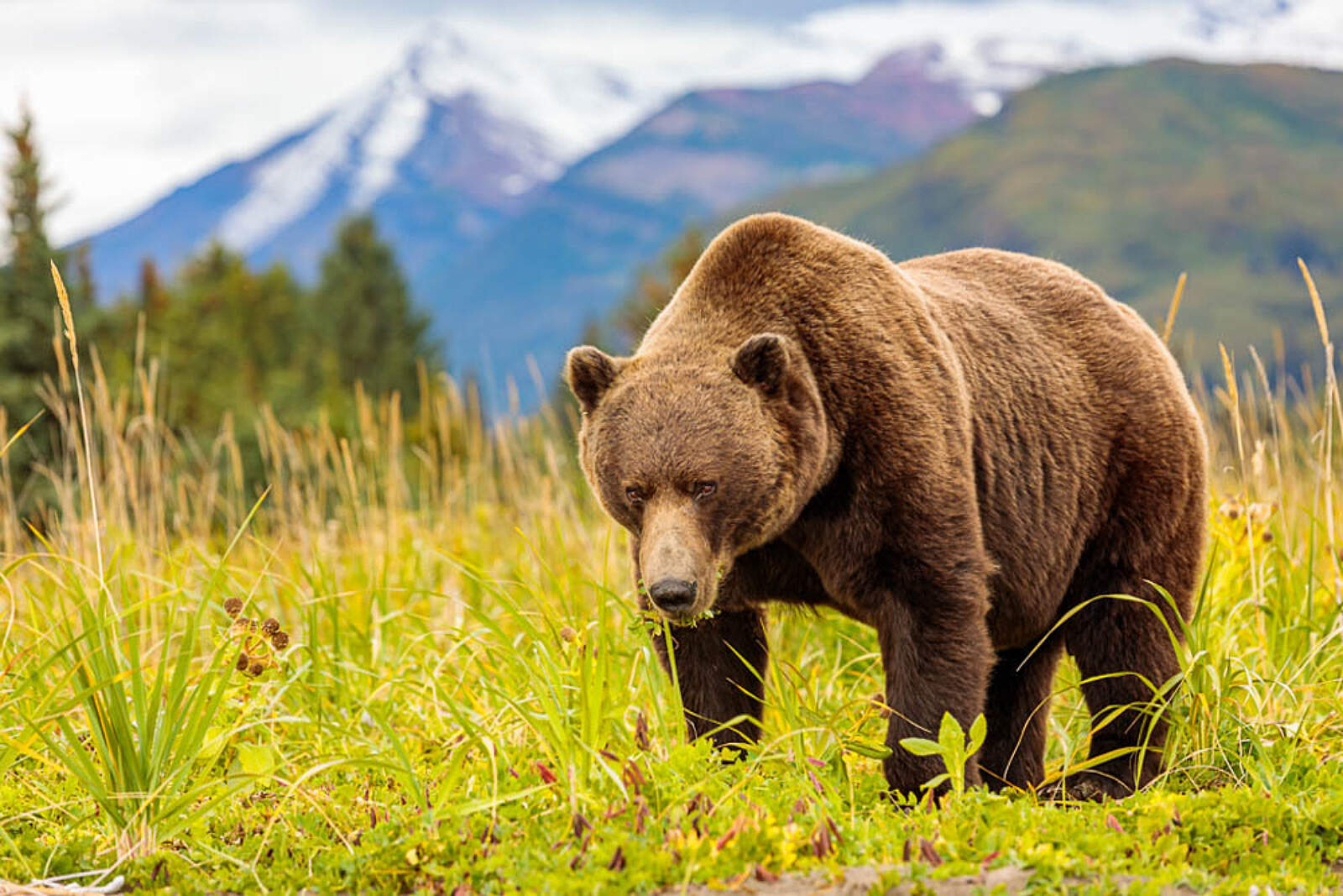 mdeyoung 210915wak bb127 lauri deyoungalaska.org