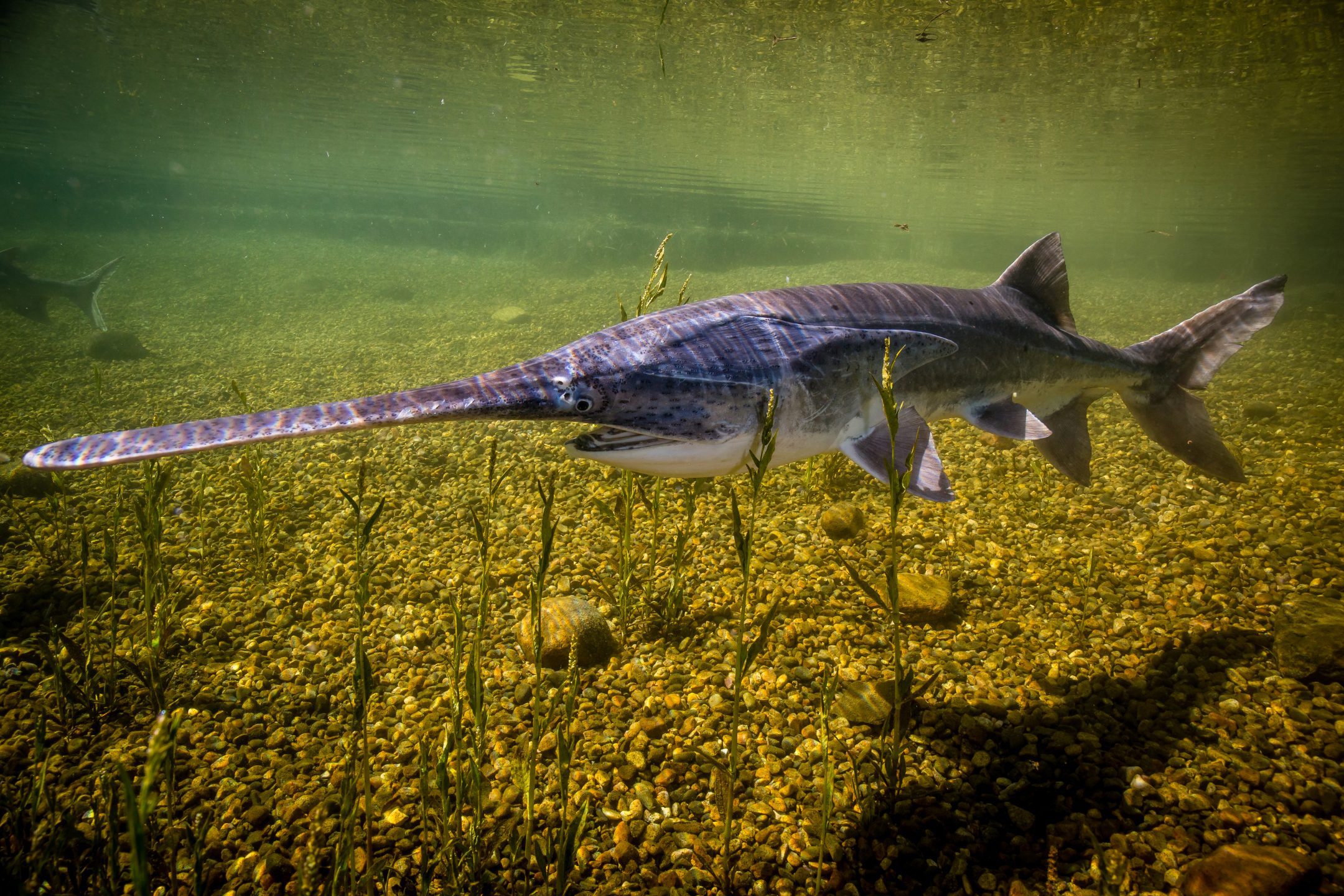 Giant Freshwater Fish That Look Prehistoric and If You Get The Chance You Should Try And Catch One paddlefish usfws fish and aquatic conservation 2160x1440