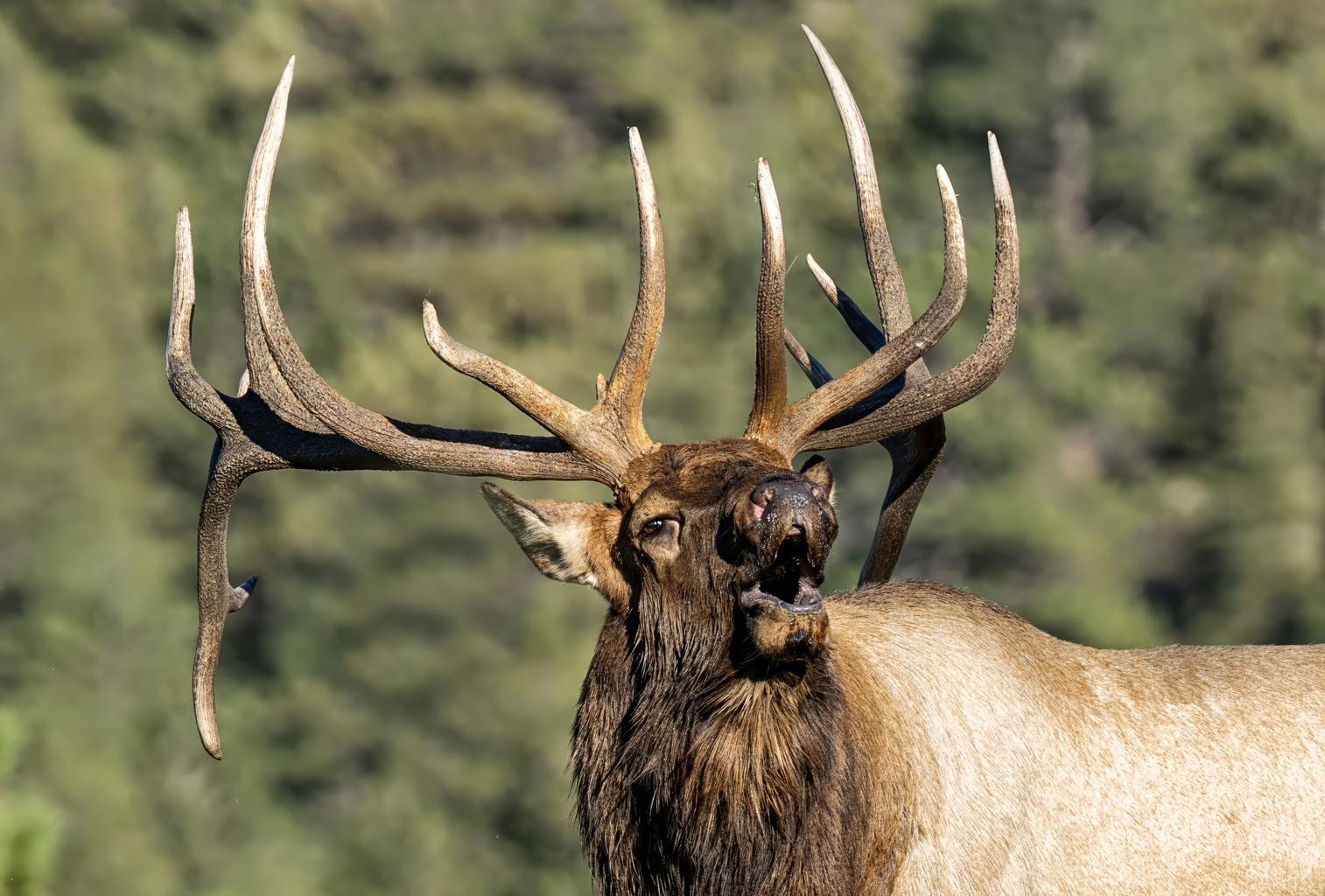 Common Sense Says Here Are 5 Animals You Should Never Try to Pet in the Wild rgdlboaa3kjbxmbpcve7jhdr7fa5mmr1qbjgjfkjj8cccr5ganv o7jcqj4s57x9aq9wdrhwrjhfyyrnmztvr1butpnoz0pfjj9 zrypttg