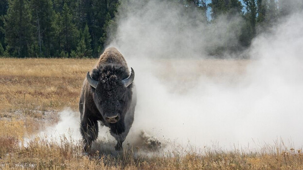 Common Sense Says Here Are 5 Animals You Should Never Try to Pet in the Wild bison kicking dust while charging wildlife photographer yellowstone