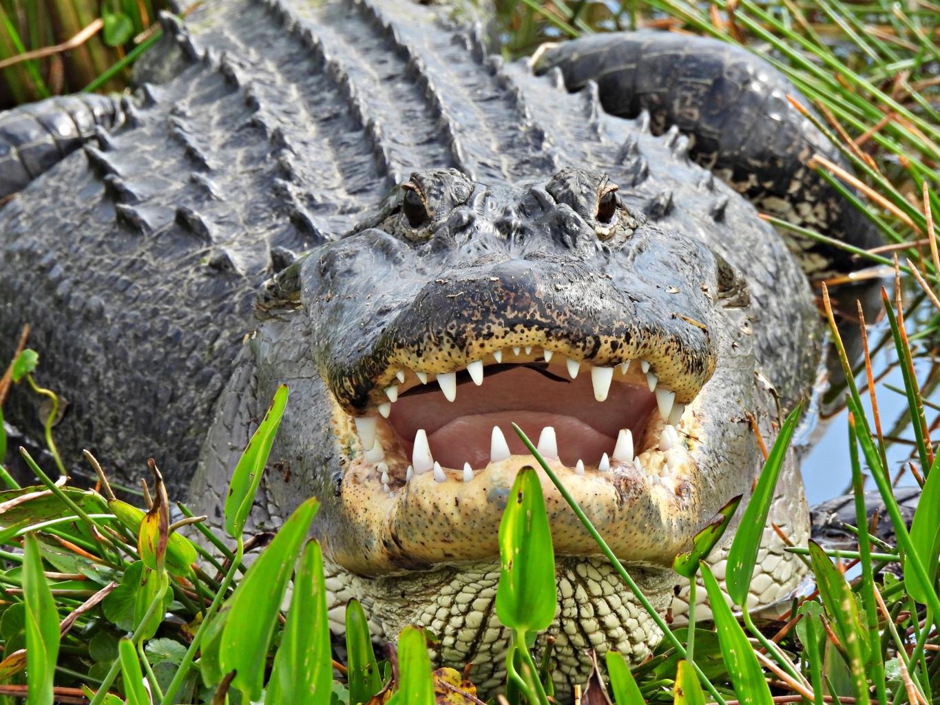Common Sense Says Here Are 5 Animals You Should Never Try to Pet in the Wild cqhifxk1a6ufr tf7fneshk0w7dgyvawhwsi76pcm3jky1lset1pjcxr5dtb1h8ccdt8iohmrc78r6jm0zc1joxhxloagyr7 v0t4do r6g