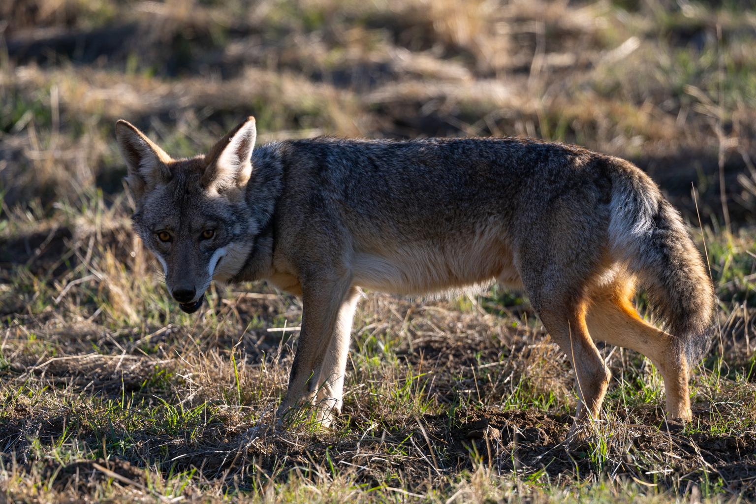 Common Sense Says Here Are 5 Animals You Should Never Try to Pet in the Wild e6gqo4pch9x l jnq dwnt7hla0vndh9b2gbtokgu1hgc jqlk1dqdpwycqdqsvwba3rg 3dnj5as8dbrwkfhcgkmykikzssl6ek5dqn2za