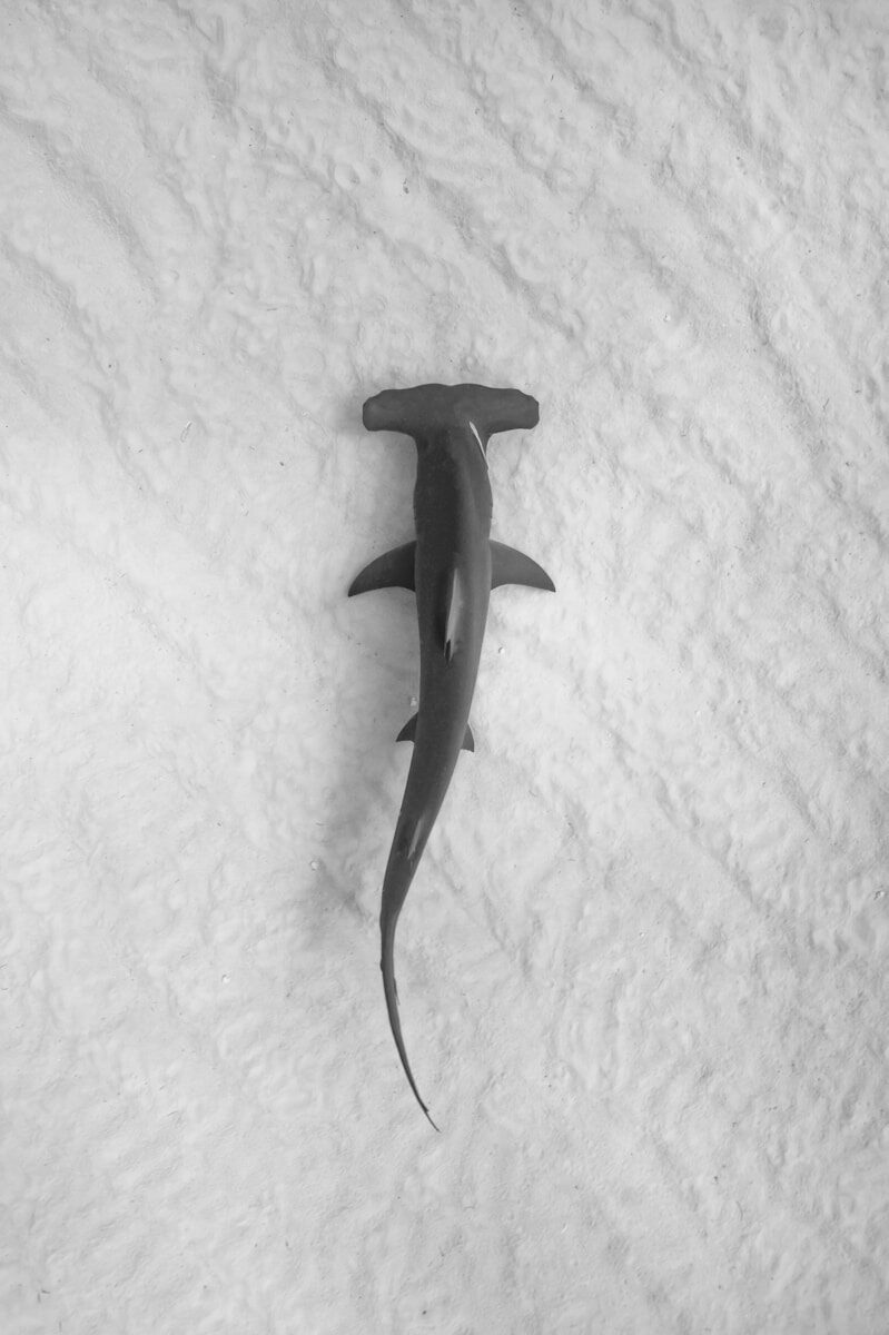 Why Florida is Shark Attack Capital of the United States a black and white photo of a shark in the snow