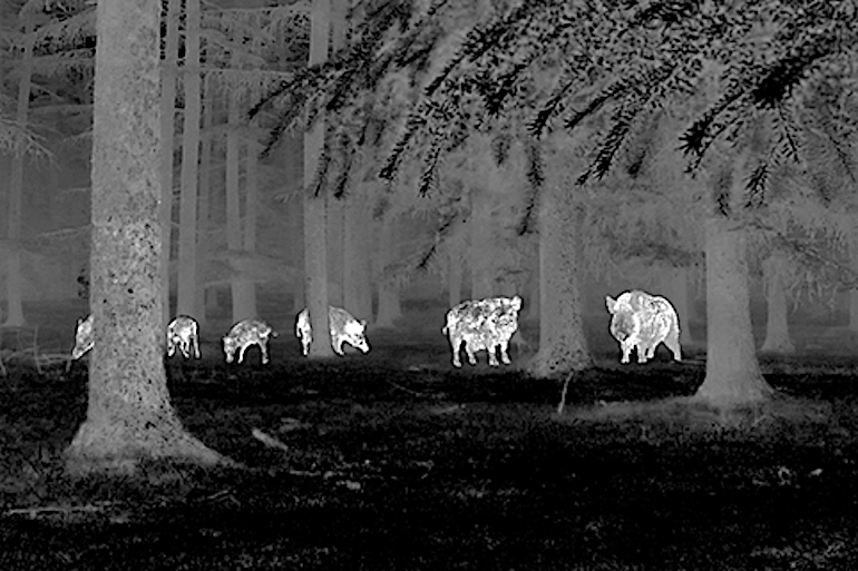 gaf feral night ops lead