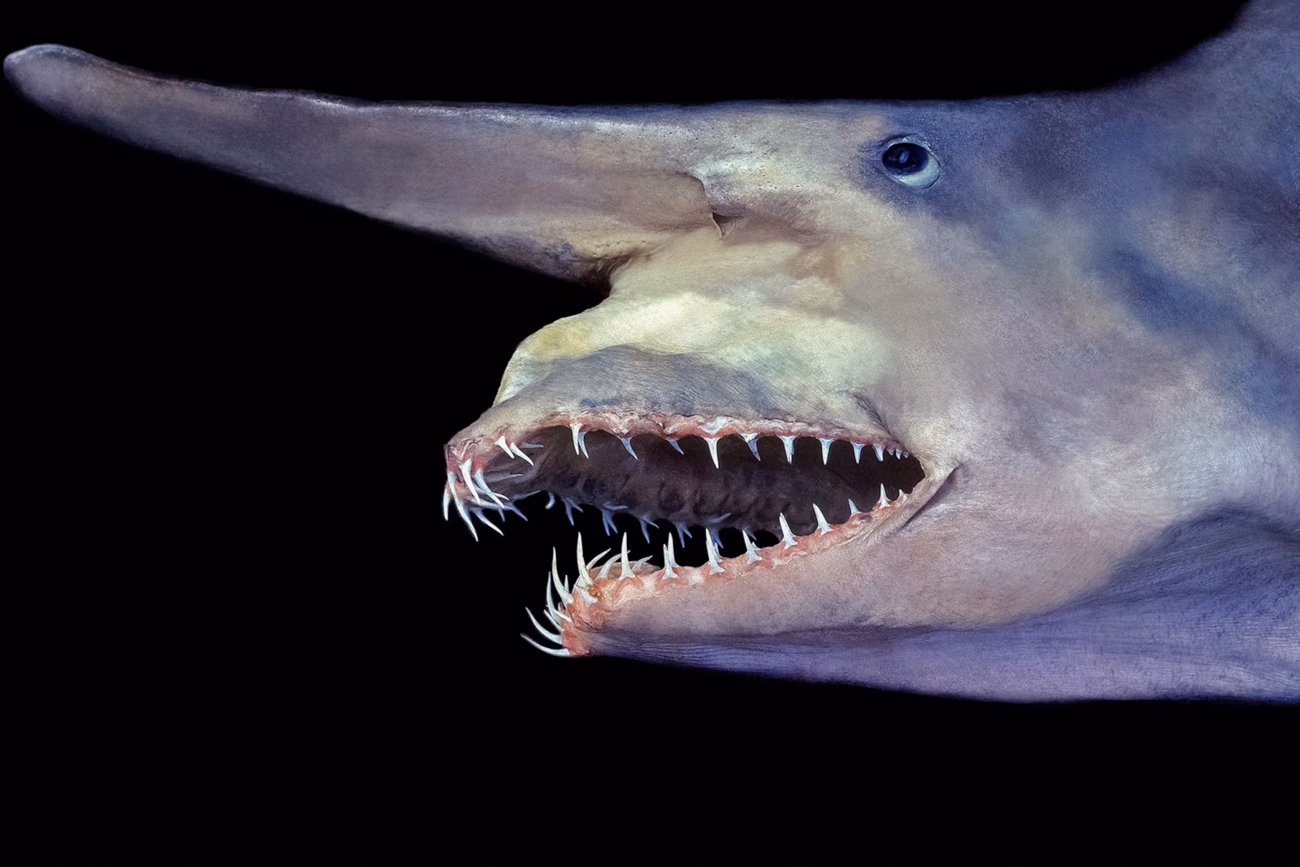 goblin shark jaw