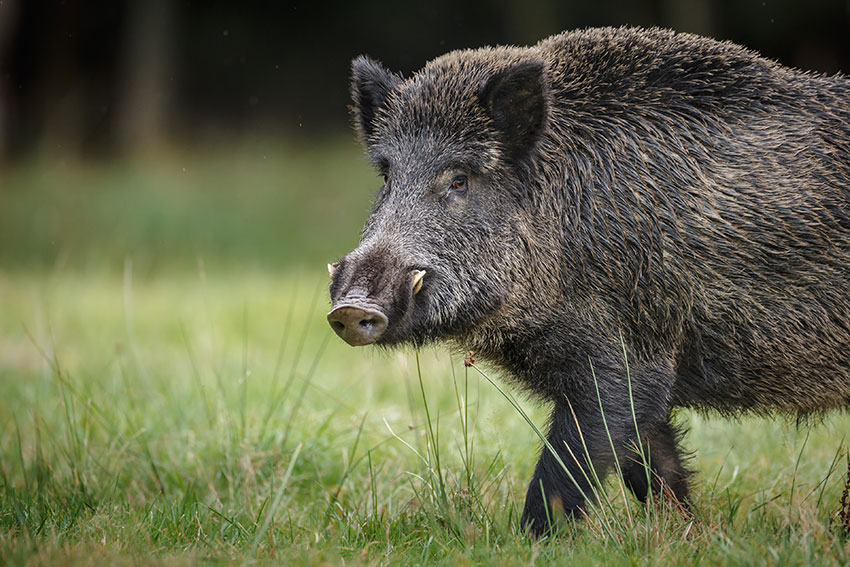 Massive Feral Hog Taken in Texas hog tusks