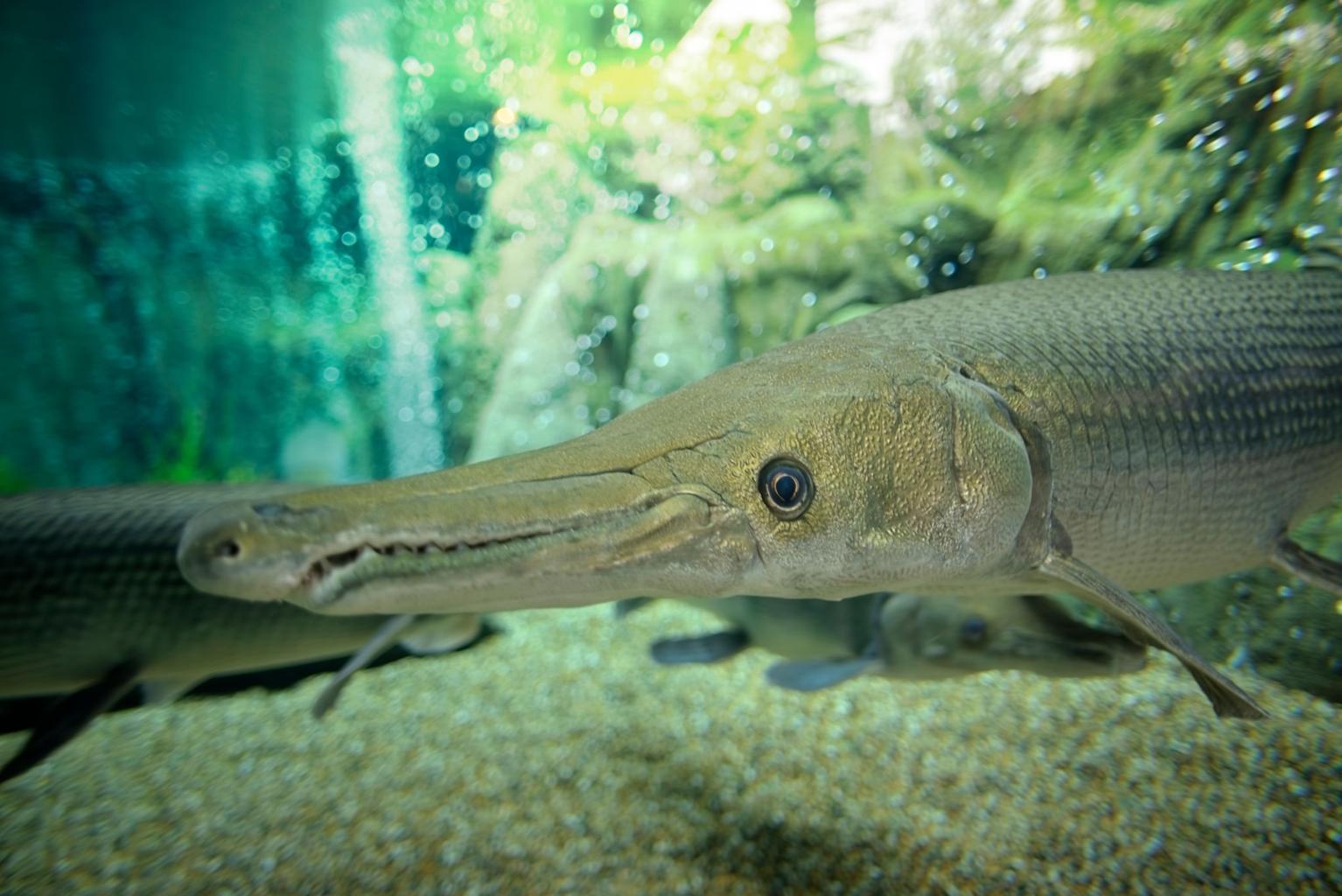 Giant Freshwater Fish That Look Prehistoric and If You Get The Chance You Should Try And Catch One npqlohsk513jygp3azfyor4svf 4stxv8nz0m 4jhkbx132gmc7qdtgt9damermhnfozsp2i4w3 qqz36w91ptnytfwulflvxwwu8xcjyg