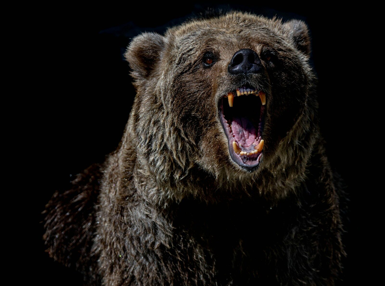 Alaska Jogger Attacked by Bear in Brutal Predawn Attack Near Home brown bear with blue eyes