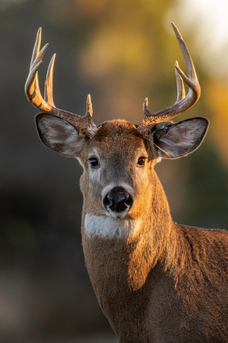 9 Wildlife Myths People Still Believe That Are Not Exactly True a deer with antlers
