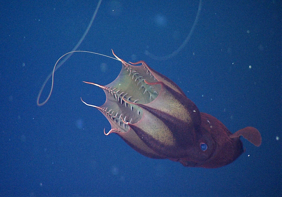 vampire squid vampyroteuthis infernalis d327 01
