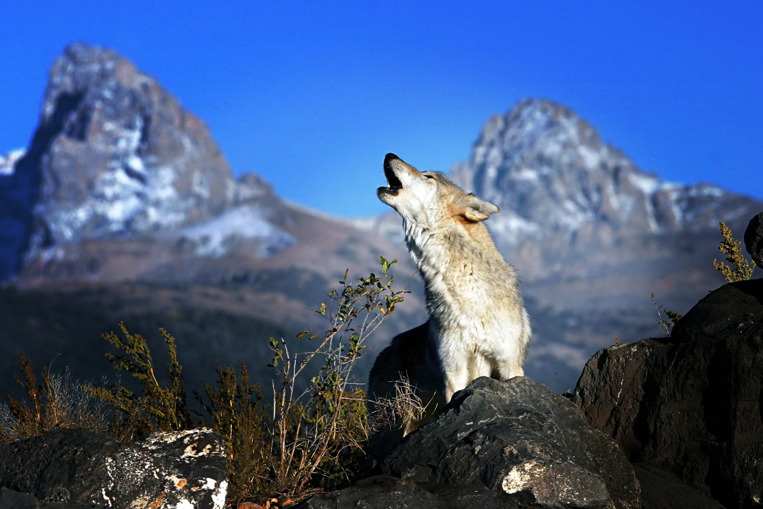 wolf tetons ronniehoward shutterstock
