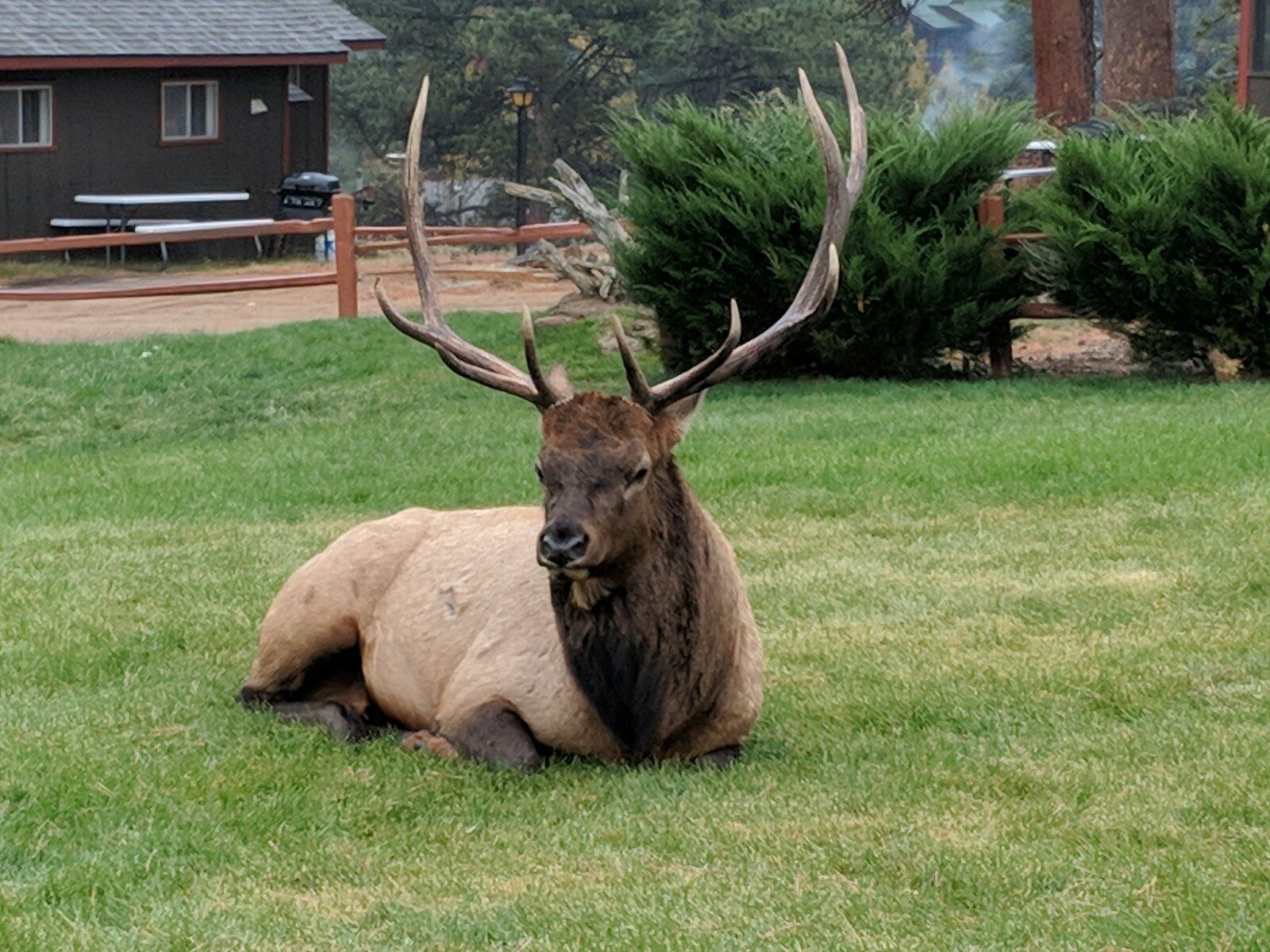 Killing of Well-Known Estes Park Elk Sparks Outrage Among Residents and Visitors brown animal on green grass field during daytime