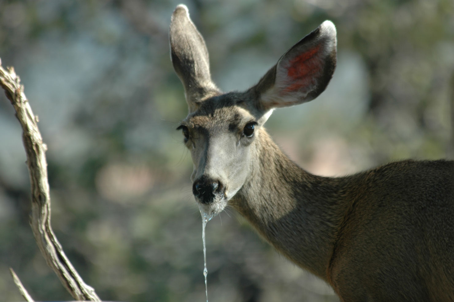 CWD Explained: The Silent Disease That’s Changing Deer Hunting—and Why It Impacts Everyone az he cec general disease drooling md doe sept2012 (1)