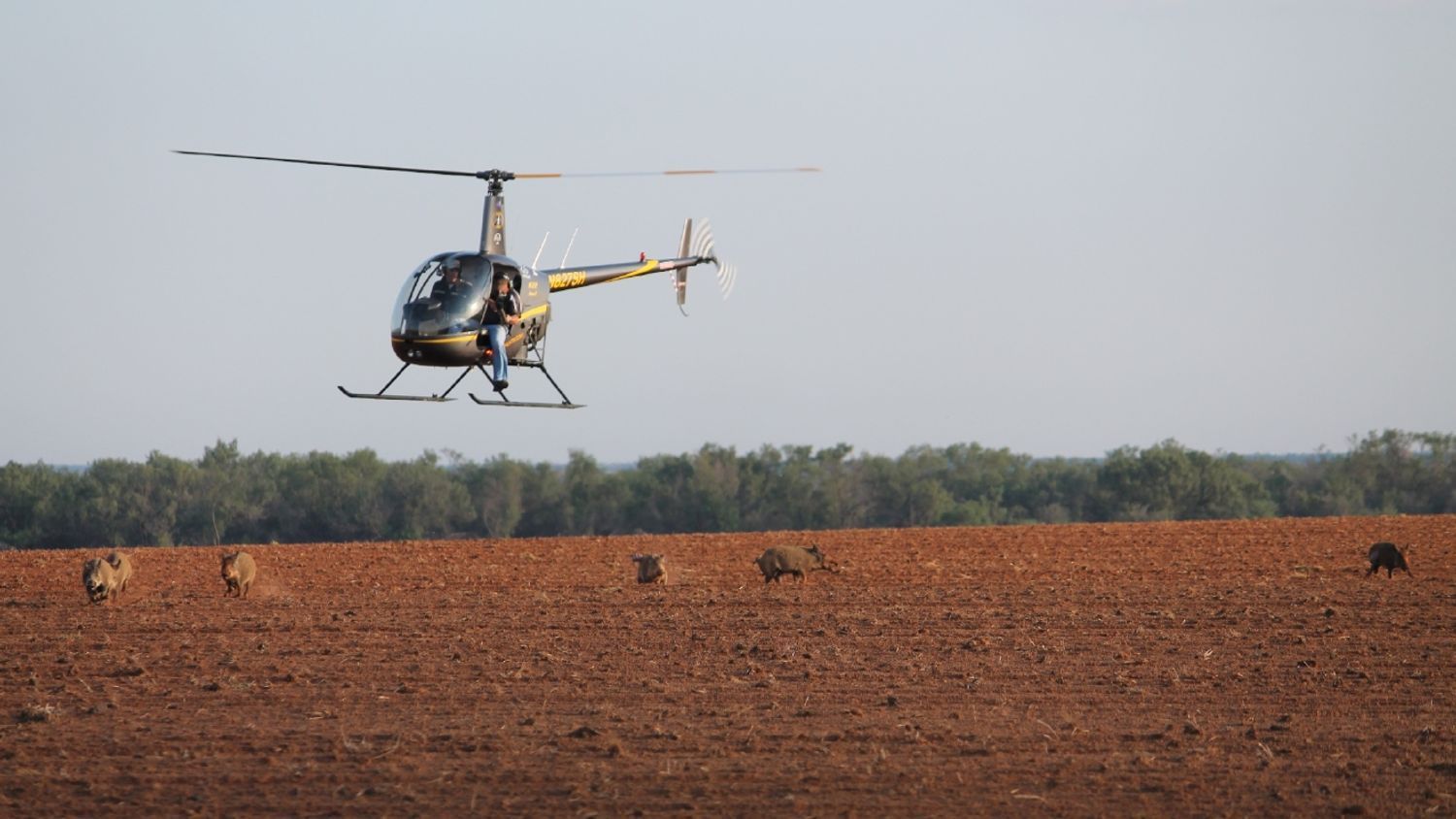 hunters in helicopter hunting hogs
