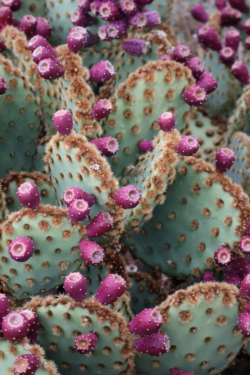 I Got Poked by a Cactus While Hunting. I Ignored It for a Few Weeks and When It Didn't Get Better My Wife Made Me Go to the Doctor and That Is When I Found Out a Cactus Gave Me Tetanus. pink and green plant in macro lens