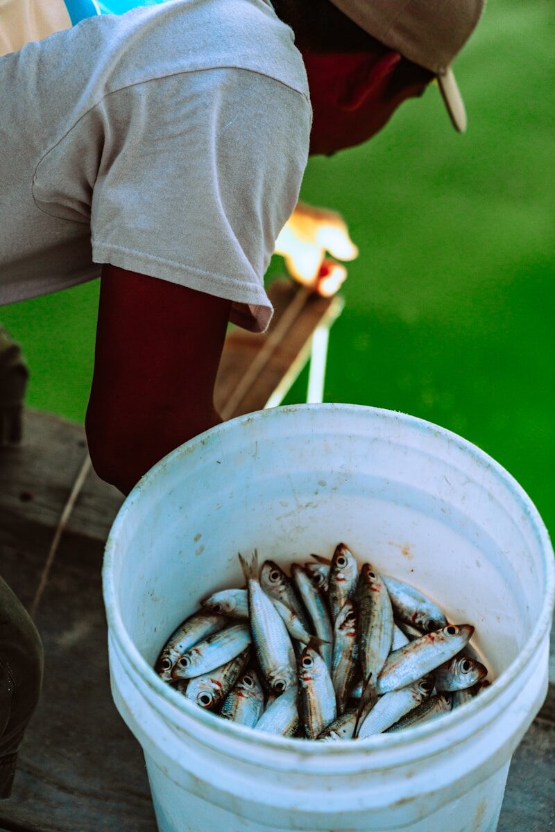 Beyond Worms and Minnows: The Best Live Baits Most Anglers Overlook person in gray shirt holding white plastic bucket with fish