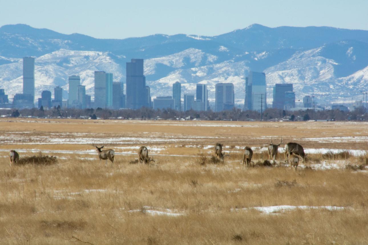 Decisions Made Far From the Woods: Why Urban Residents Are Driving Wildlife Policy rkihmjhm6wuqdc4dcl6xpljhal3x4djnqpp4cvpu4vdhcvmniymd5sr5qubu720ianqlp0wv9j26bgviymqpydgssbezhr5qxhdsuzsr5hg7txk3 bcwvvqxzmtog 0goejdhmslqzyzxqqv9vnxbge1jmt4aian4n zutrtyhan1f 9cyt sa7 eb1g6zyb