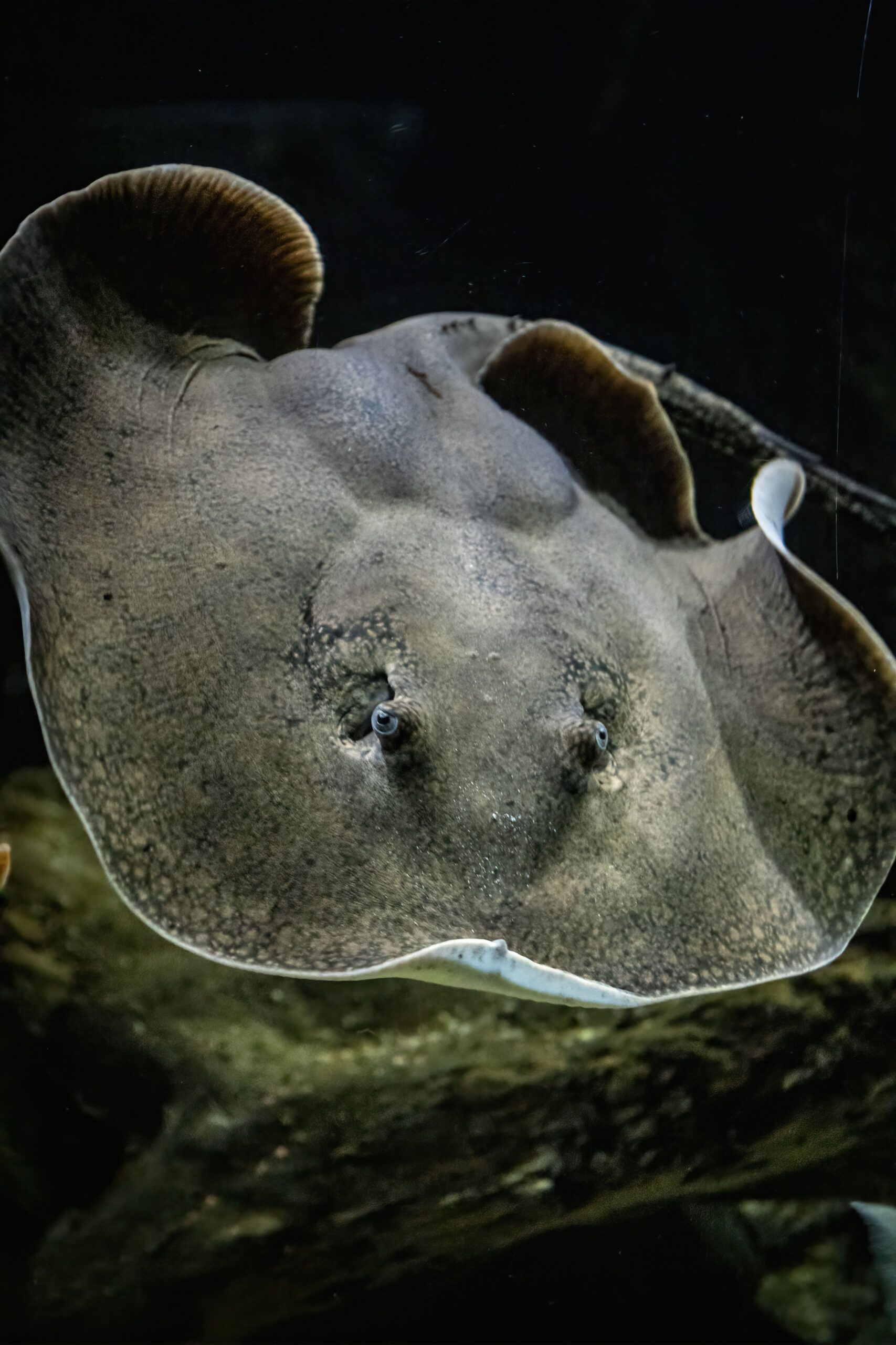 Top 3 Most Dangerous Fish in Texas Freshwater pexels photo 16445414