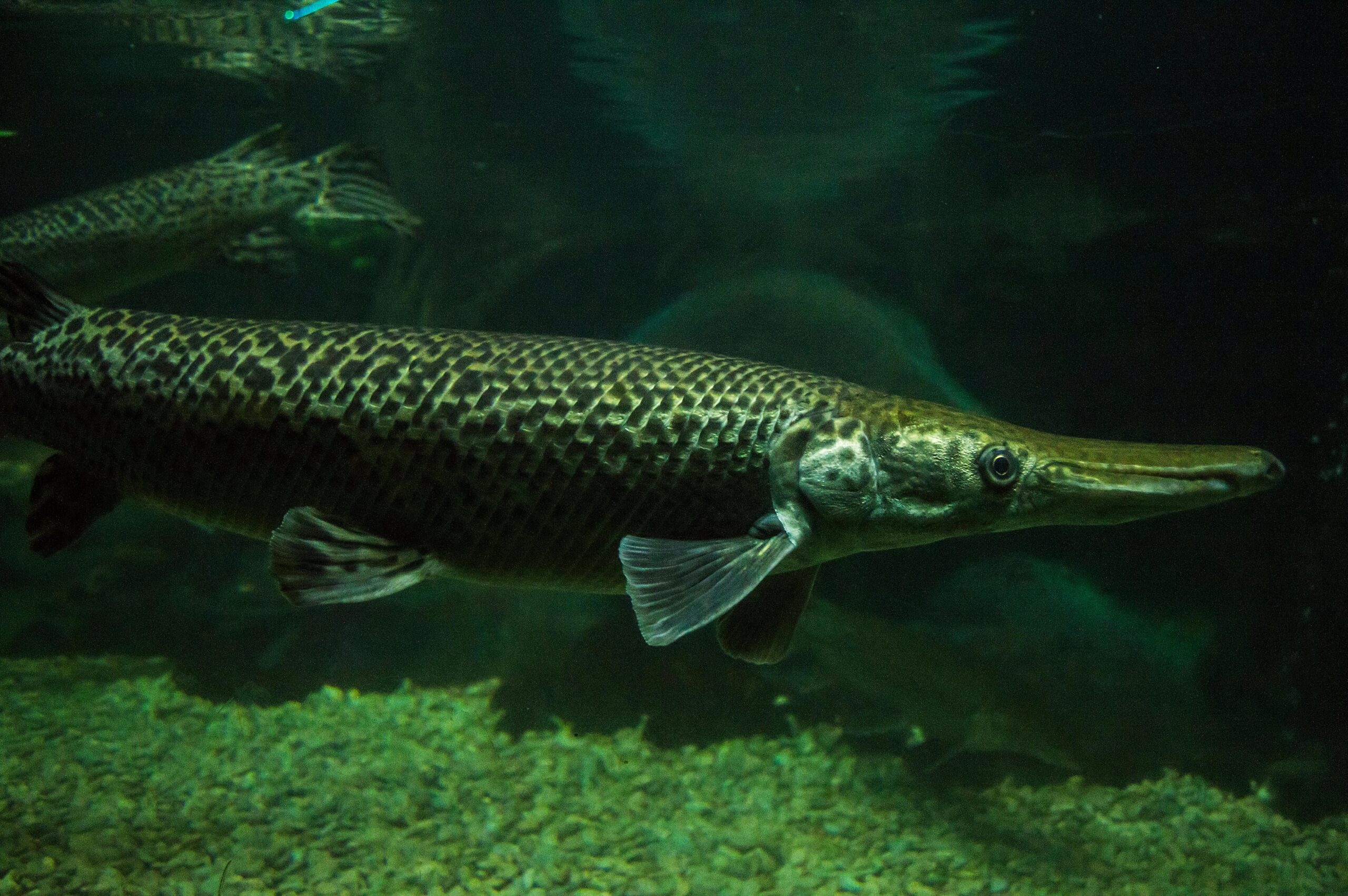 Top 3 Most Dangerous Fish in Texas Freshwater pexels photo 3833081