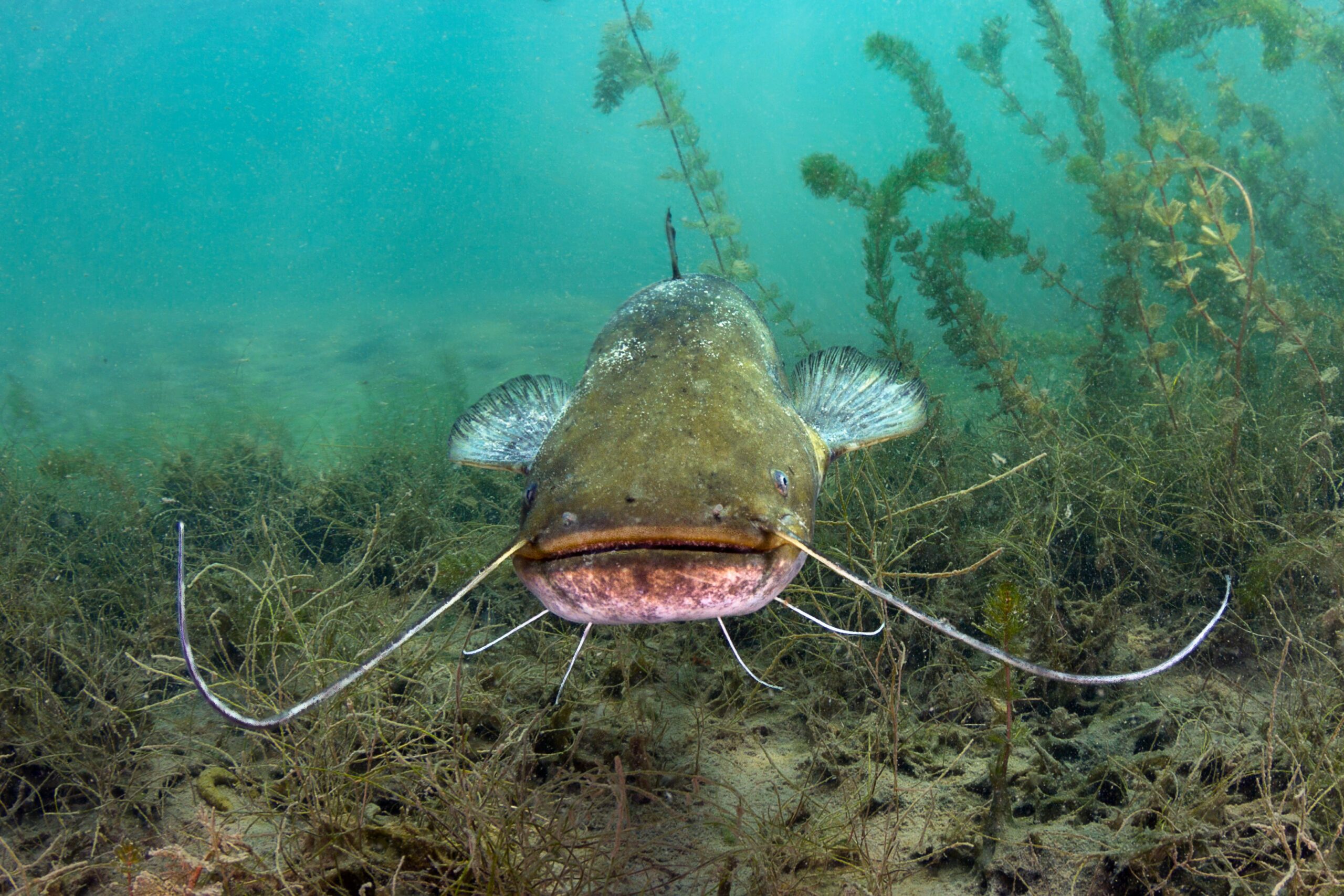 Top 3 Most Dangerous Fish in Texas Freshwater photo 1515735543535 12664d2453f8
