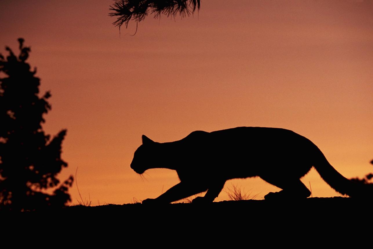 Texas Stands Alone on Mountain Lion Reporting After State Withdraws Proposed Rule mavw4zrwz2ihy63zvbgzwcoaxzes982pvhuu6siw7hv2suiakn0qqfuuvbcih flt 3uedmsxhje7gg4ompjea5u5qs01n4dn2kszh5rp3r8vgzskwclqx84g0 gmyb m8kexjbewxwageowhofvt88yhu2rvh1ykixinozcgn4m9eakl1hz2yh9p rp2x6i