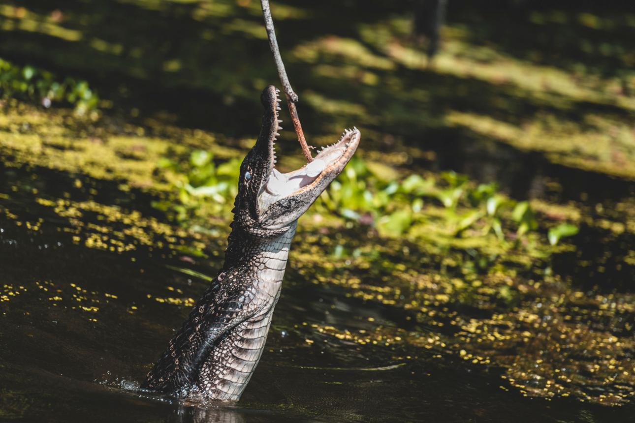 South Texas Fisherman Thought He Hooked a Bass—Then Something Massive Exploded Out of the Water manivyiiaaqzueoil1sgqsawlal8rdiguv6vfeiamo1t2qrgblzbsqdfc3v xp wzurjutem8cvgyez gpts6l30xwx4 wh5nadss yvh9nmx7ud0 wkjwydwovyeywqhltkm 97snhpnixgtkoi0kkr03odwoik0 buvoa axlrwjlrjxrporgneo7tx9 p