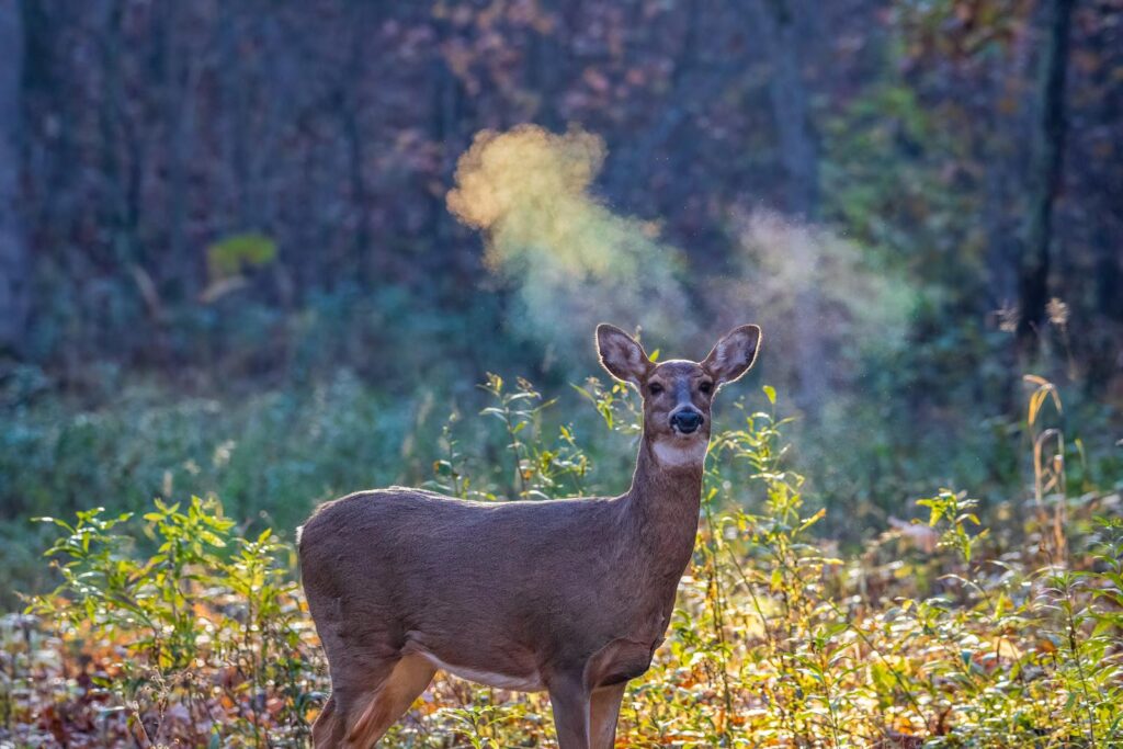 A whitetail deer stands in a colorful autumn forest, breath visible in the crisp air.