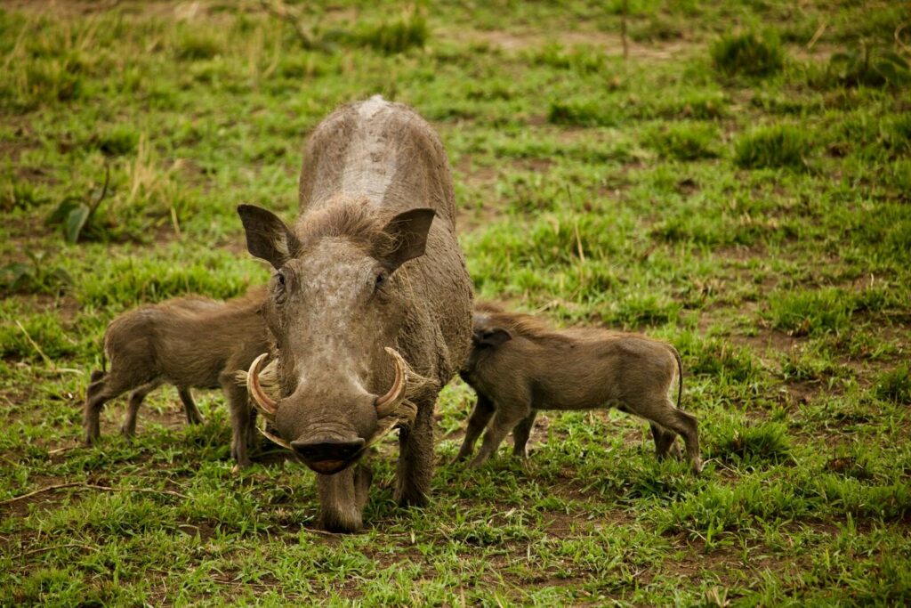 First Feral Hogs. Now Warthogs. Close-up of a warthog with piglets on a grassy savanna, showcasing wildlife in natural habitat.
