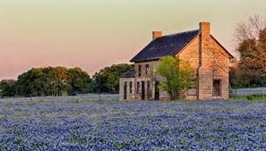 bluebonnet