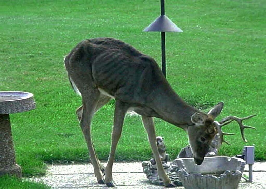CWD in Texas cwd