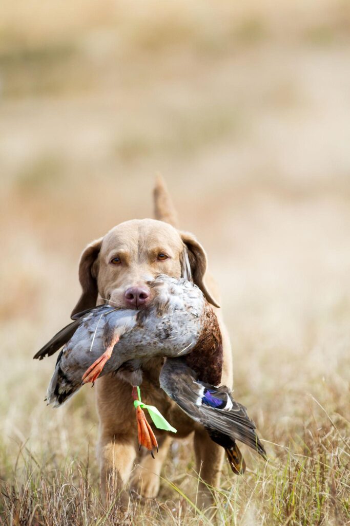 5 Unconventional Hunting Dogs That Excel in the Field kevm33lg6djtfxl7xnuxyxjy77sdclem8qkukynrj6rosdzoi39crazspkbqn6w3zjyoxebsltqxrwbjaudd6bluqjegmnu7ko3qvfkb1k0