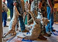 Coyote Hunting Competitions: How Predator Contests Work download