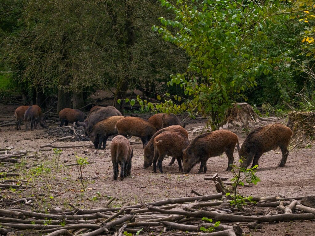 A herd of wild animals grazing in a field