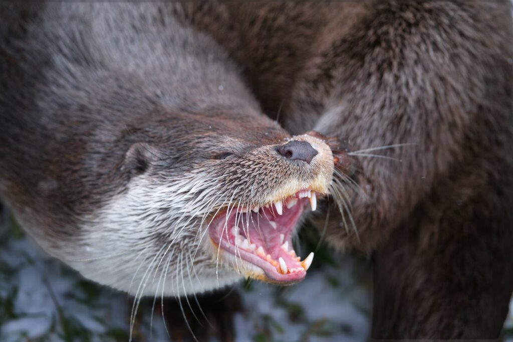 Two otters interacting closely with open mouths